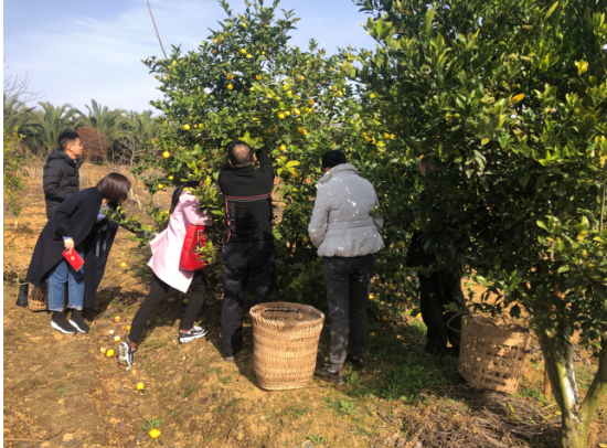 冬日暖阳 柠檬飘香